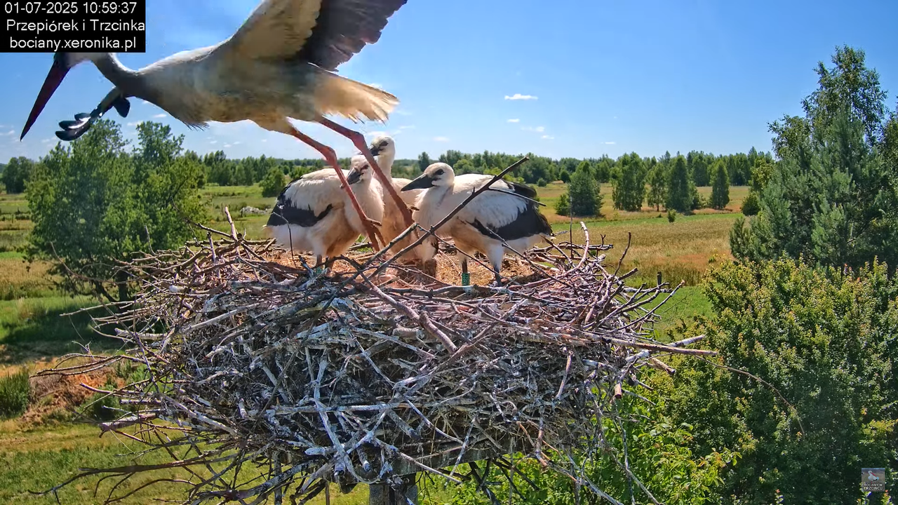 01072025bociany28