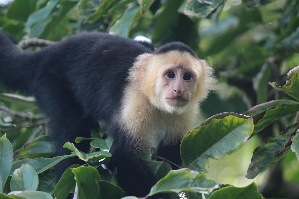 DIA 3: CANALES, COLINAS Y TORTUGAS - DE TORTUGAS Y PEREZOSOS. COSTA RICA 2019 (58)