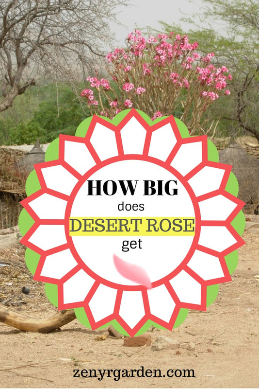 how-big-desert-rose-get.jpg
