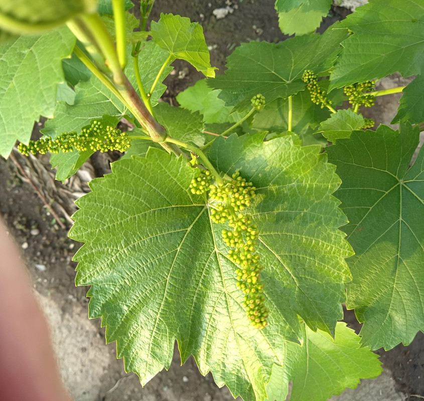 Оджалеши_20240521_185851