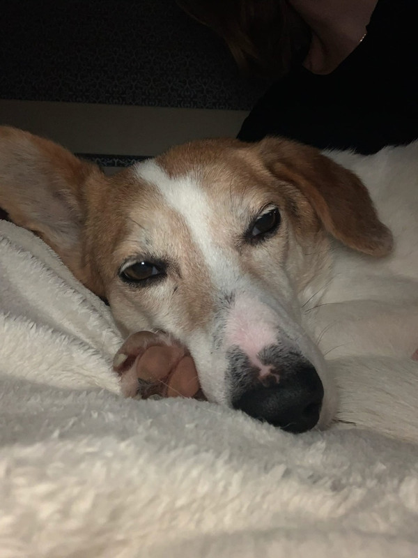 полкан-сахарочек