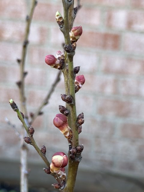 [Image: IMG-4882.jpg]