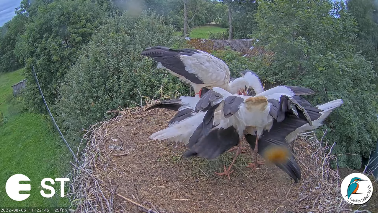 Baltie stārķi (Ciconia ciconia) Tukuma novadā - LDF tiešraide __ White storks in Tukums, Latvia 13-1