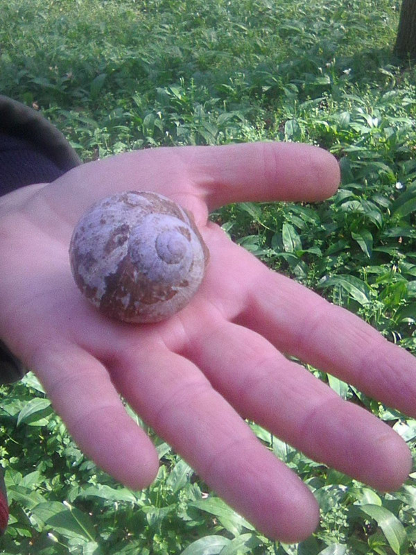 24) Velikost šneků v lesejku