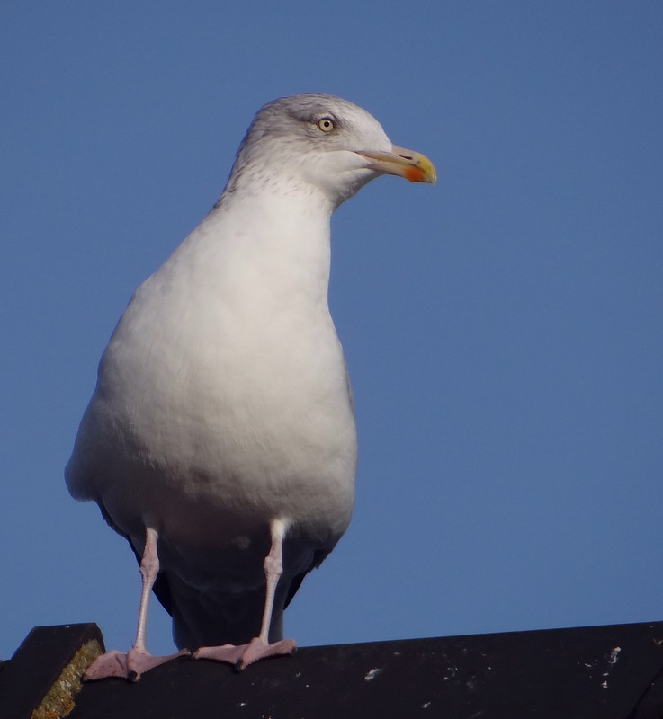 HERRING GULL 48 121124