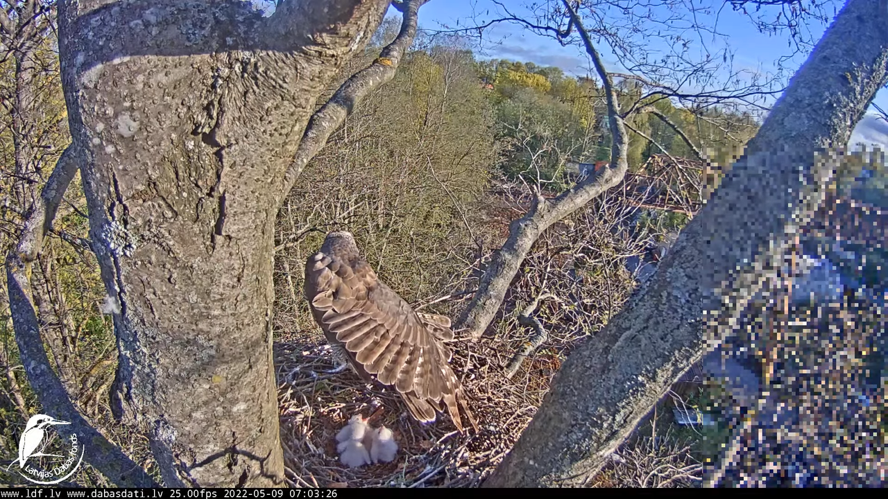 Vistu vanags (Accipiter gentilis) Rīgā - LDF tiešraide __ Goshawks, Riga, Latvia 10-28-26 screenshot
