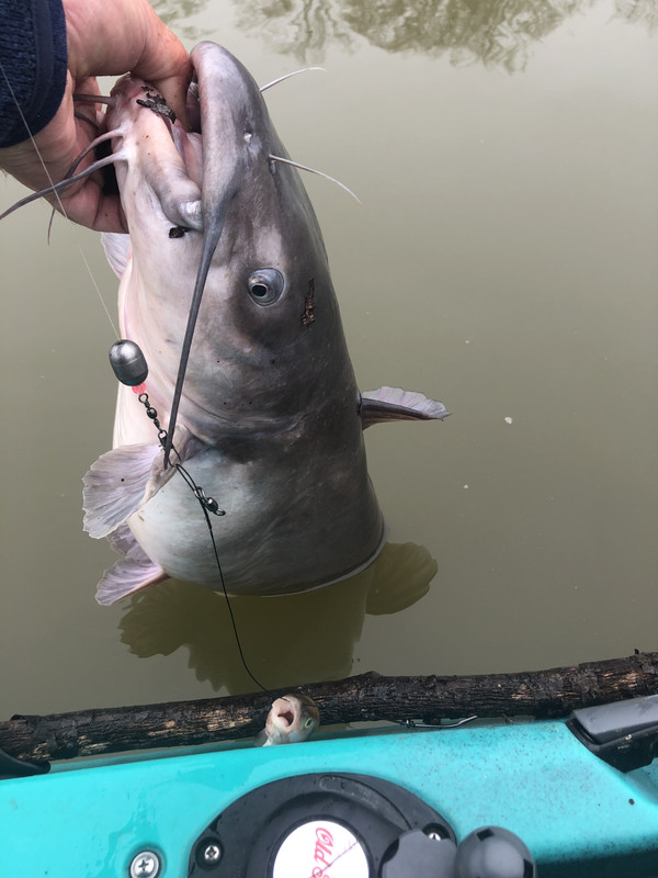 This fish a Blue or Channel?  Catfish Angler Forum at USCA