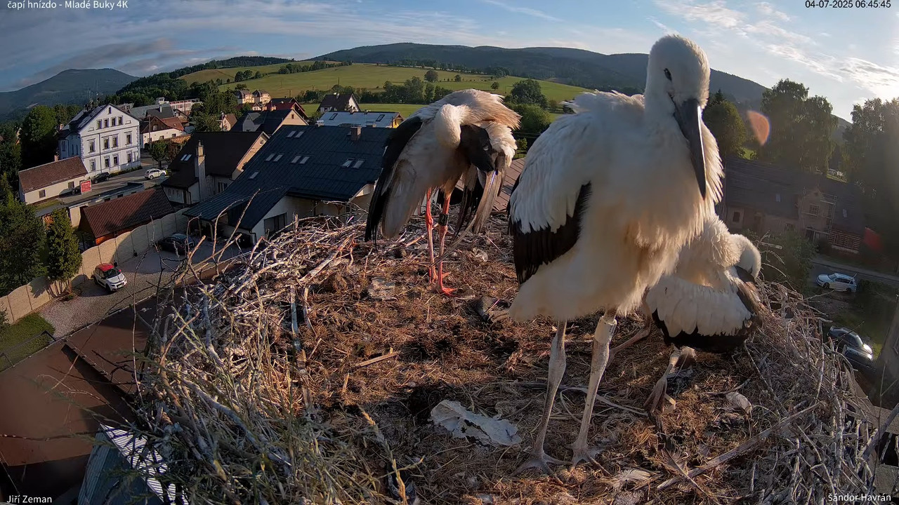 Tiešraides kamera — Mladé Buky — stārķa ligzda 4K 8-22-38 screenshot