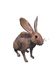 rabbit-guarding.gif