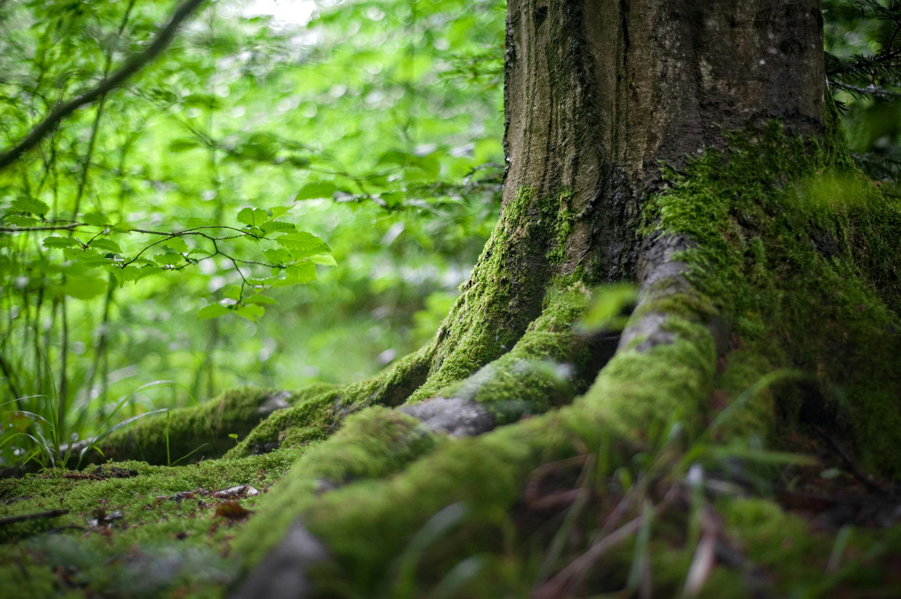 Mossy roots