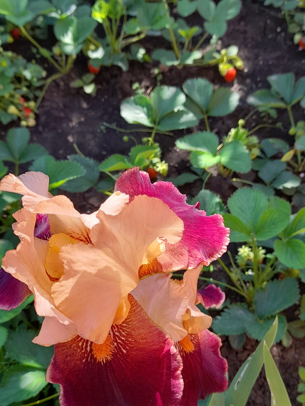 Изображение WhatsApp 2025-05-16 в 09.04.07_b68691ac