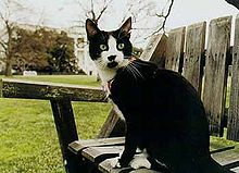 CatNamesWorldCup - Moggy Thread 3 - Page 10 220px-Socks-clinton