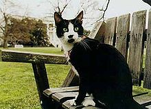 GetLarryAMoon - Moggy Thread 3 - Page 10 220px-Socks-clinton