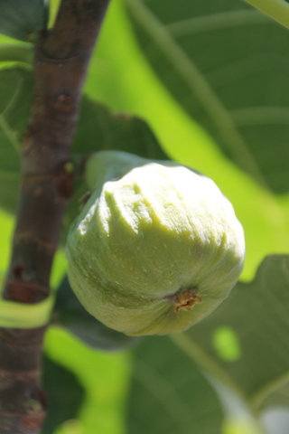 fig