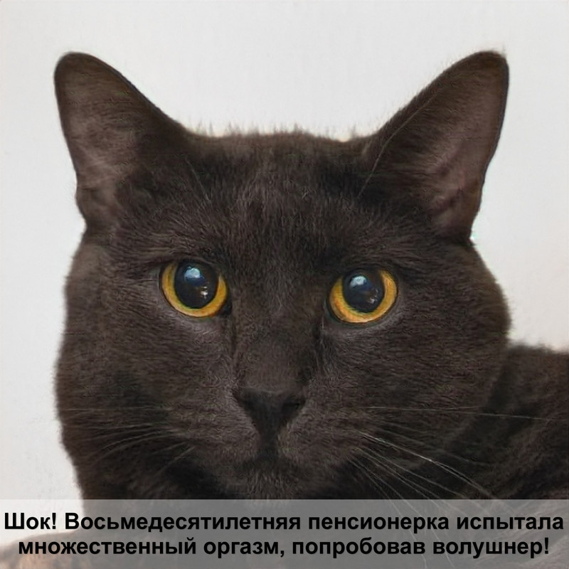 как приучить кошку к воде