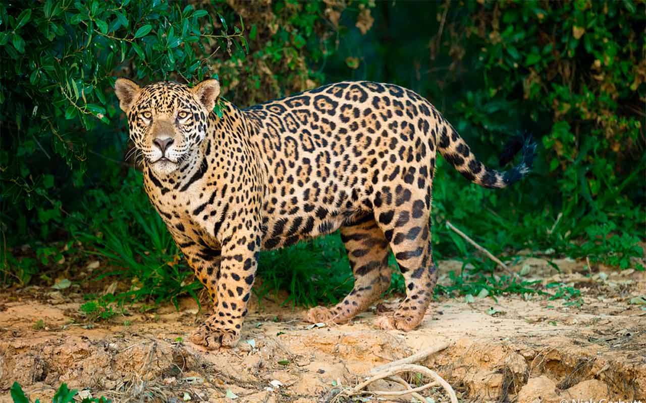 Perú. Serie fauna amenazada peruana (2017-19) Jaguar