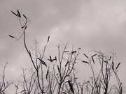 65.7.welcoming winter VII