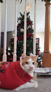 festive