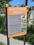 https://i.postimg.cc/8s44sF8L/Birds.jpg