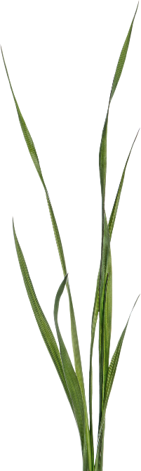 Autumn Witchery (142)