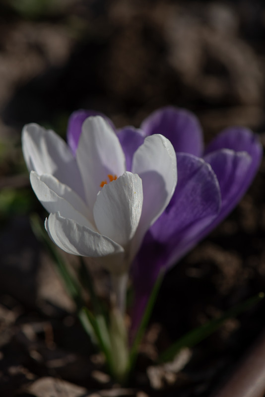 IMG-26f5bb00bb12d8c5c498541f9859371d-V