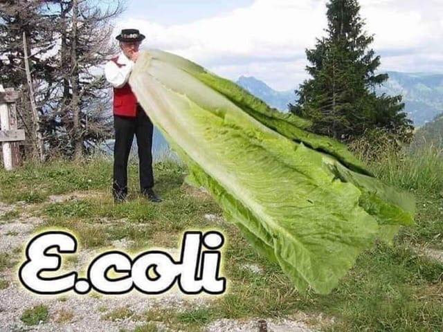 I like work. It fascinates me. I can sit and look at it for hours! E-coli