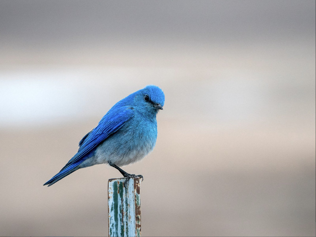 blue-bird.jpg