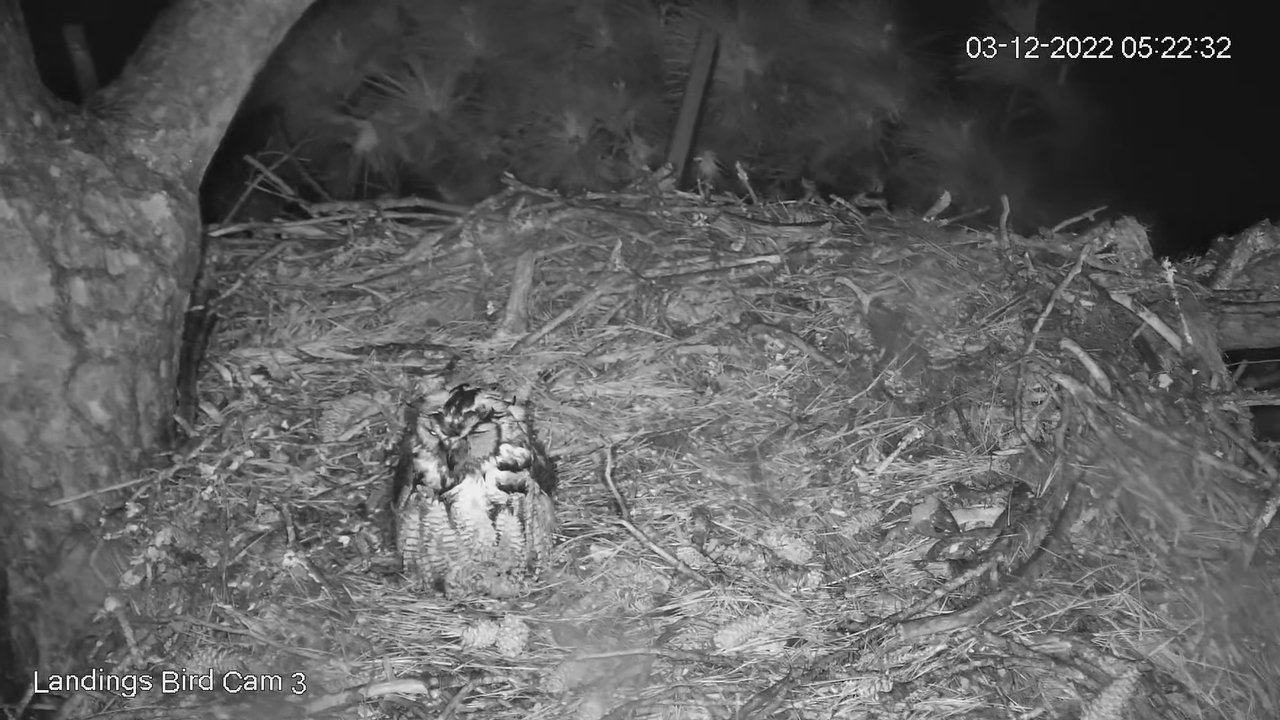Live! Savannah Great Horned Owls (Cam 3 PTZ) _ Cornell Lab & Skidaway Audubon 8-18-58 screenshot