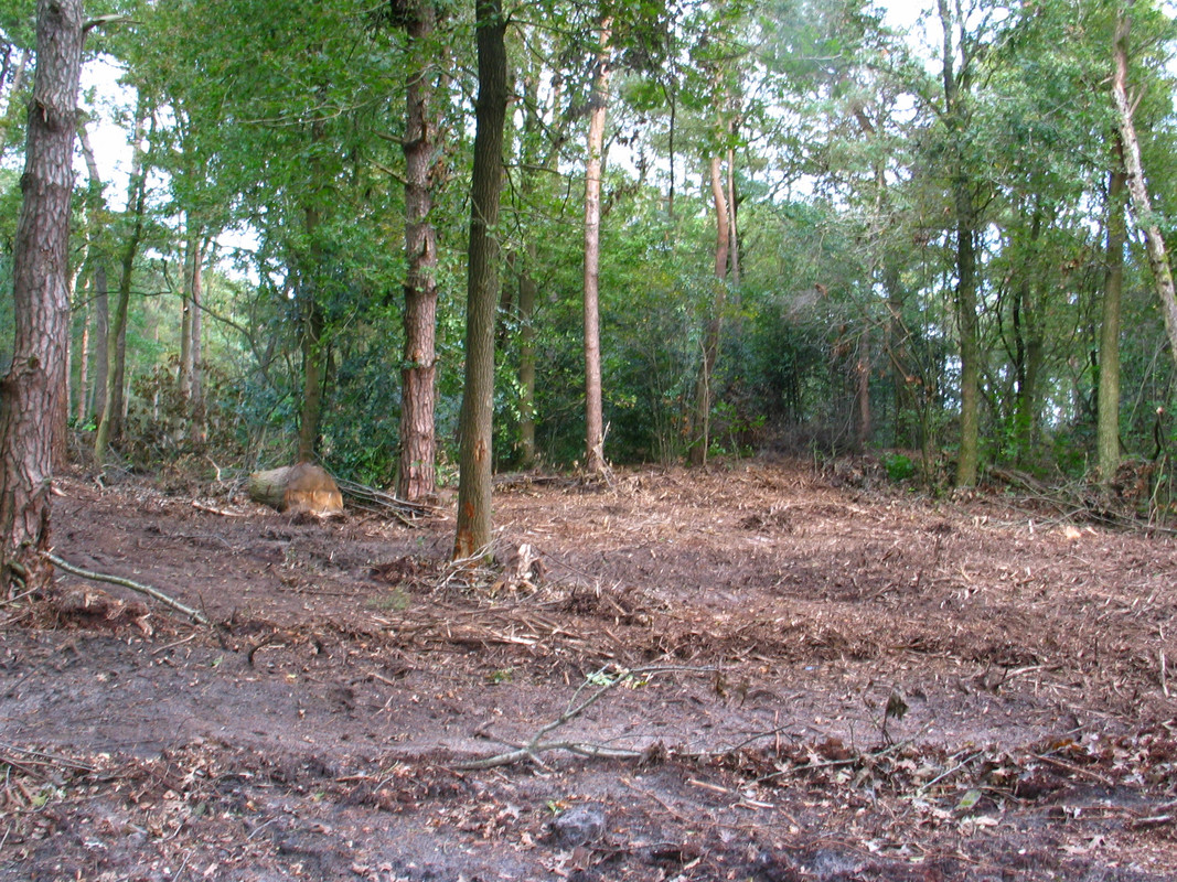 houtkap amerikaanse eik loon op zand  (4)
