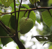 Andiroba Rare Tropical Fruit Medicinal 1 SPROUTED seed of Carapa guianensis 