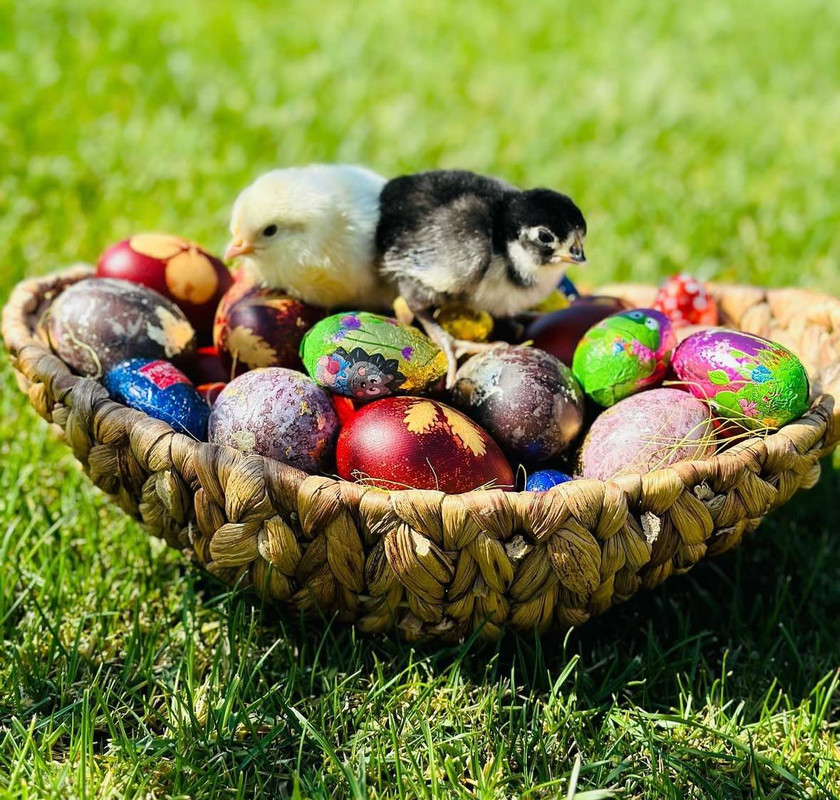Ouă de Paște vopsite natural: idei creative, sănătoase și eco-friendly

