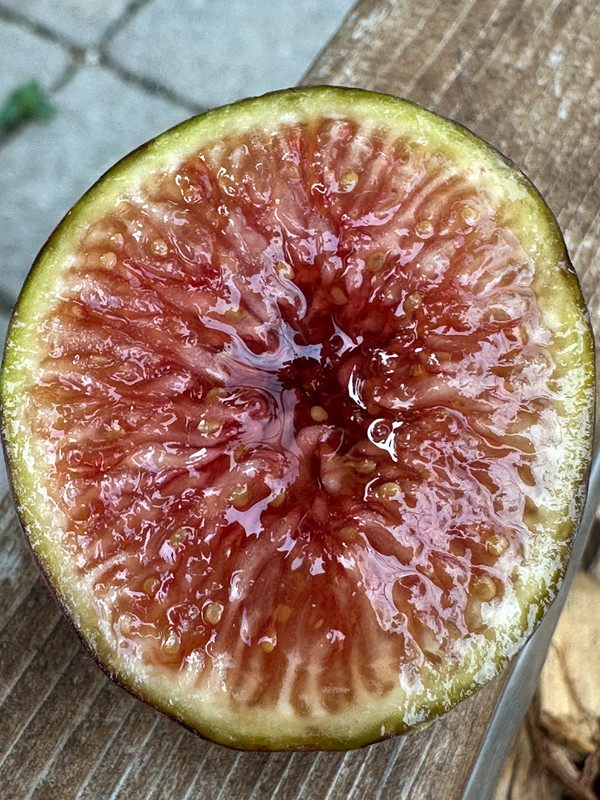 figs-111.jpg