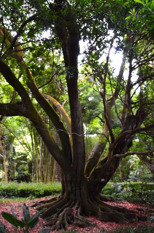 JARDIN BOTANICO JOSE DO CANTO-9-7-2014 - Portugal y sus pueblos-1996/2024 (20)