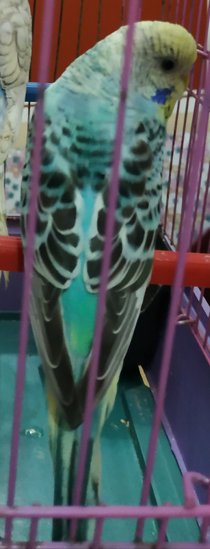 صورة