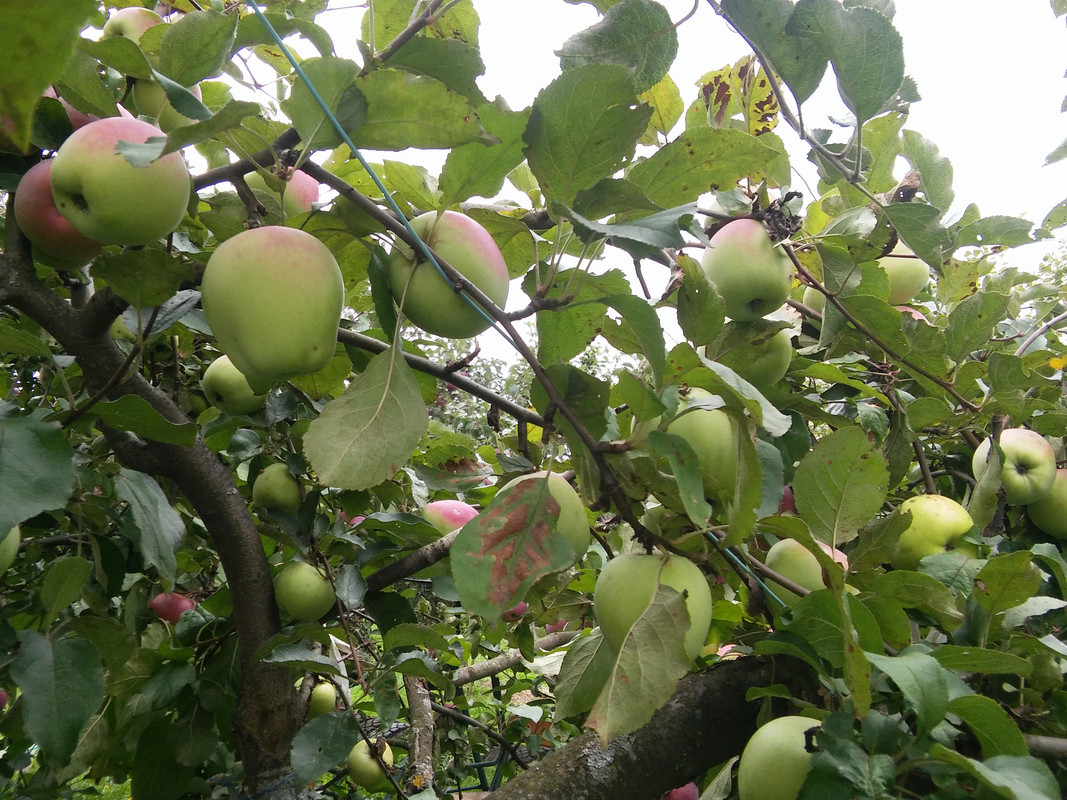 Кандиль Никитина