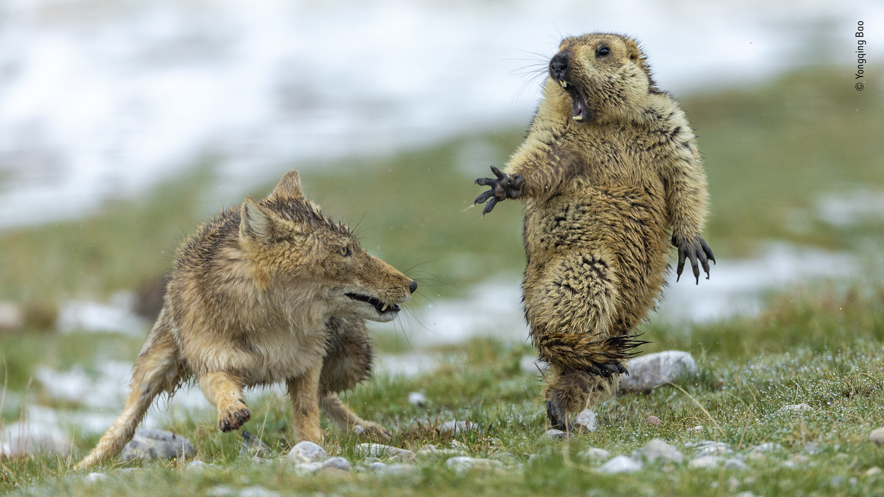 [Image: The-Moment-Fox-vs-Marmot.jpg]