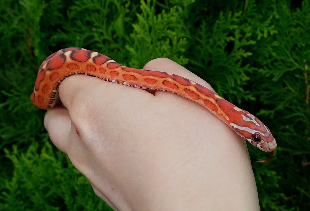 Scaleless-6.png