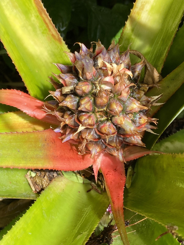 pina12022