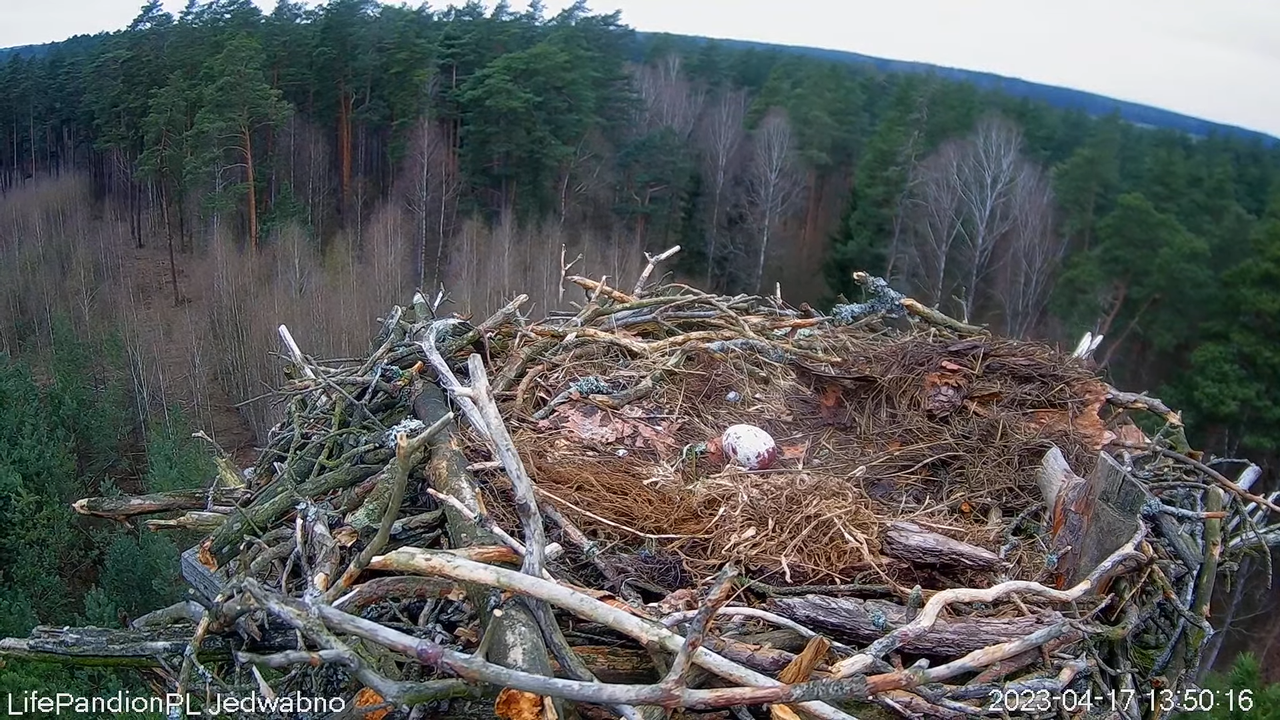 Rybołowy Online Puszcza Napiwodzko-Ramucka _ Ospreys Online in Napiwodzko-Ramucka Forest 12-31-38 sc