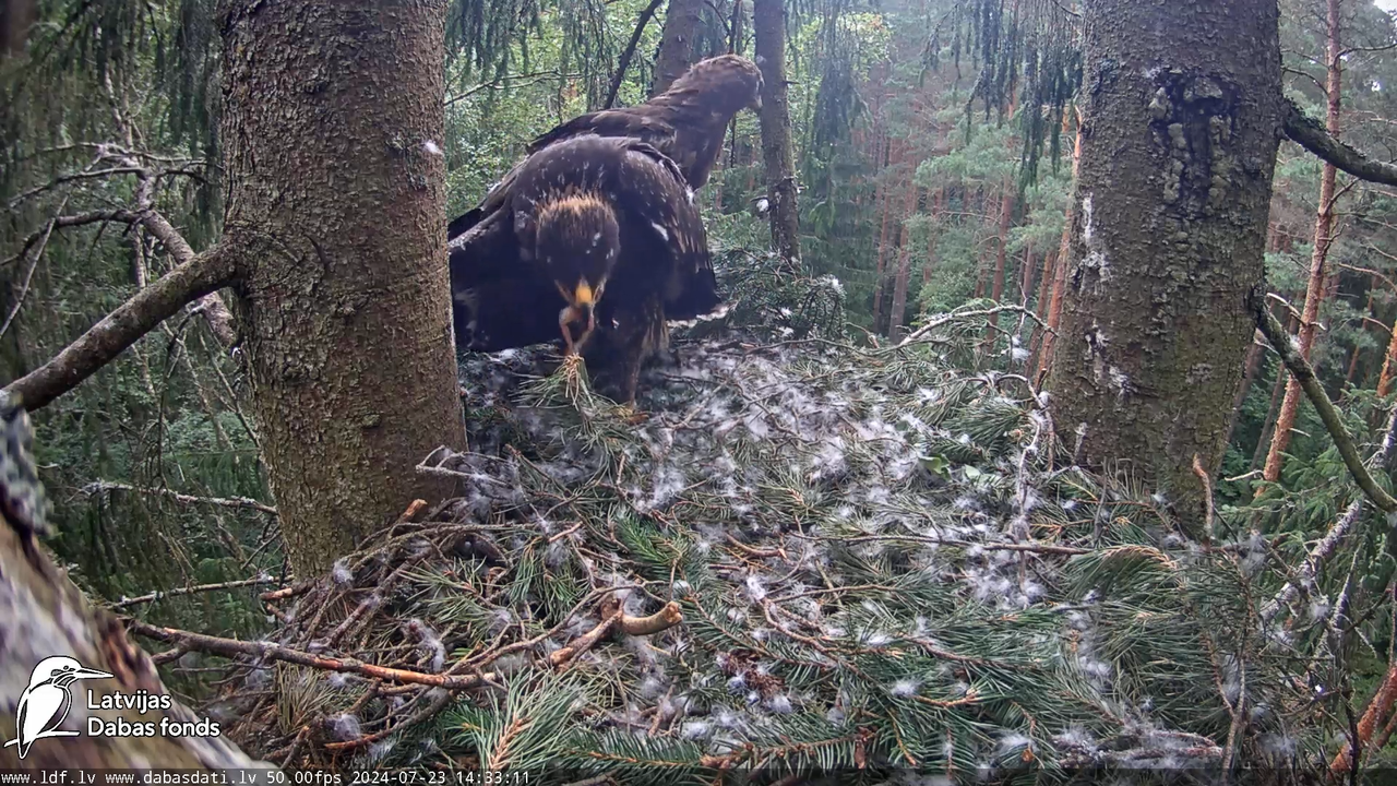 Mazais ērglis (Clanga pomarina), ligzda eglē __ Lesser spotted eagle in spruce, Zemgale, Latvia 15-5