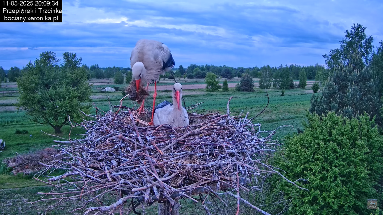 11052025bociany38