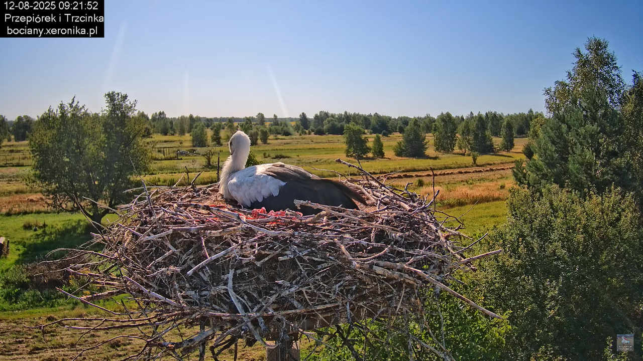 12082025bociany9