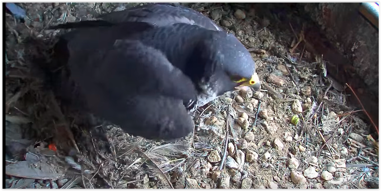 Screen Shot 03-15-25 at 09.29 AM 001