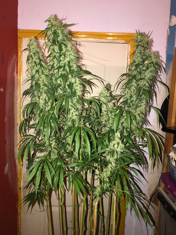 DDB119D2-7D60-4A90-88FA-FEC8F9A3DDC3