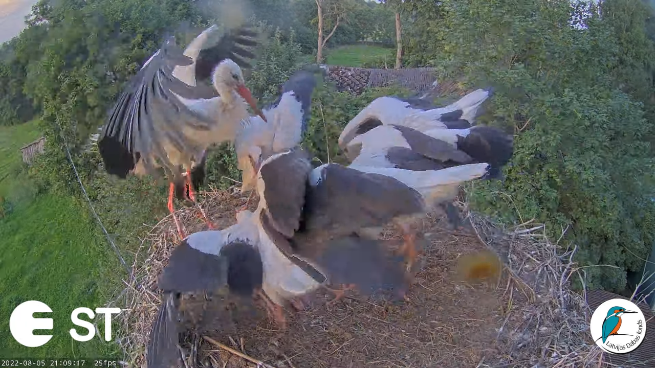 Baltie stārķi (Ciconia ciconia) Tukuma novadā - LDF tiešraide __ White storks in Tukums, Latvia 12-1