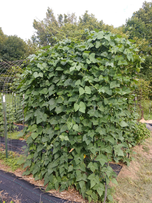 IMG_20200728_164808960