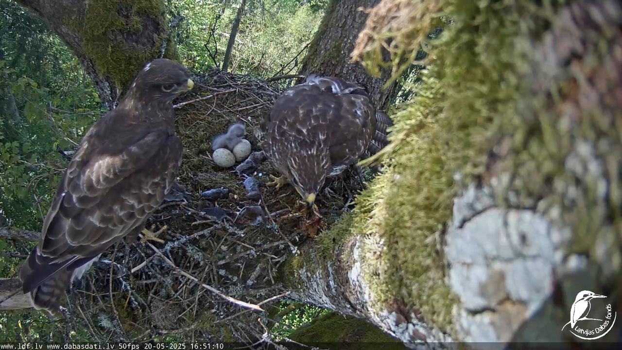 Melnās klijas (Milvus migrans) Kurzemē_ peļu klijāni (Buteo buteo) 14-39-25 screenshot