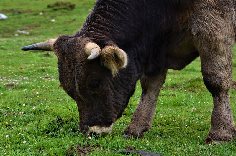 PICOS DE EUROPA-16-5-2013-LEON/ASTURIAS/CANTABRIA - Paseando por España-1991/2016 (25)