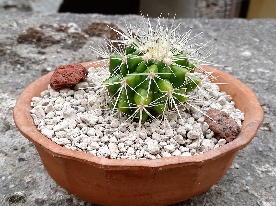Echinocactus Grusoni (2)