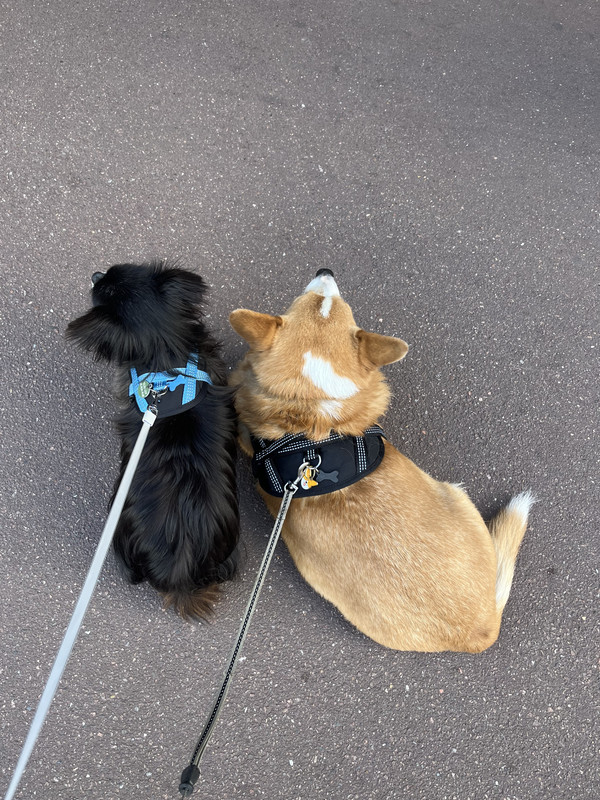 [Image: F4-ECC124-F687-455-A-90-BE-A2-D08-FD693-E6.jpg]